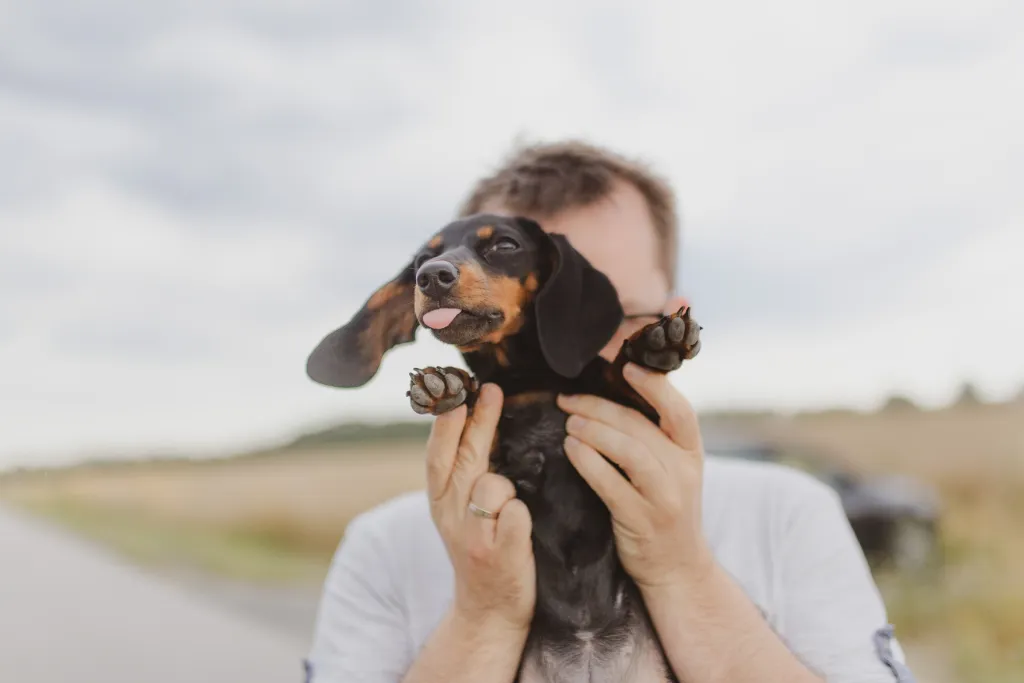 Why does your dog stick out their tongue?