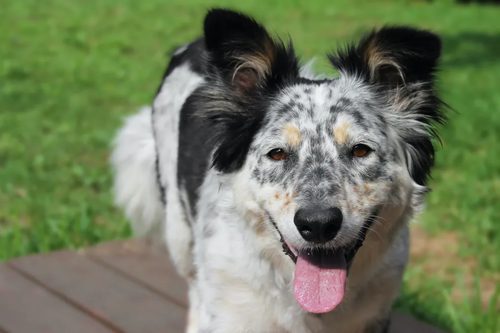 Why does your dog stick out their tongue?