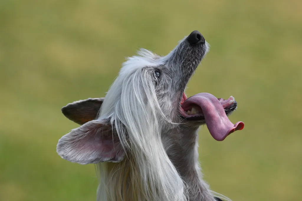 Why does your dog stick out their tongue?