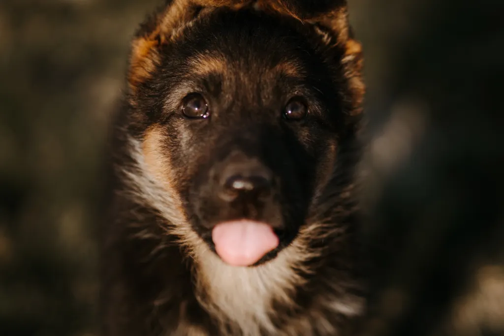 Why does your dog stick out their tongue?